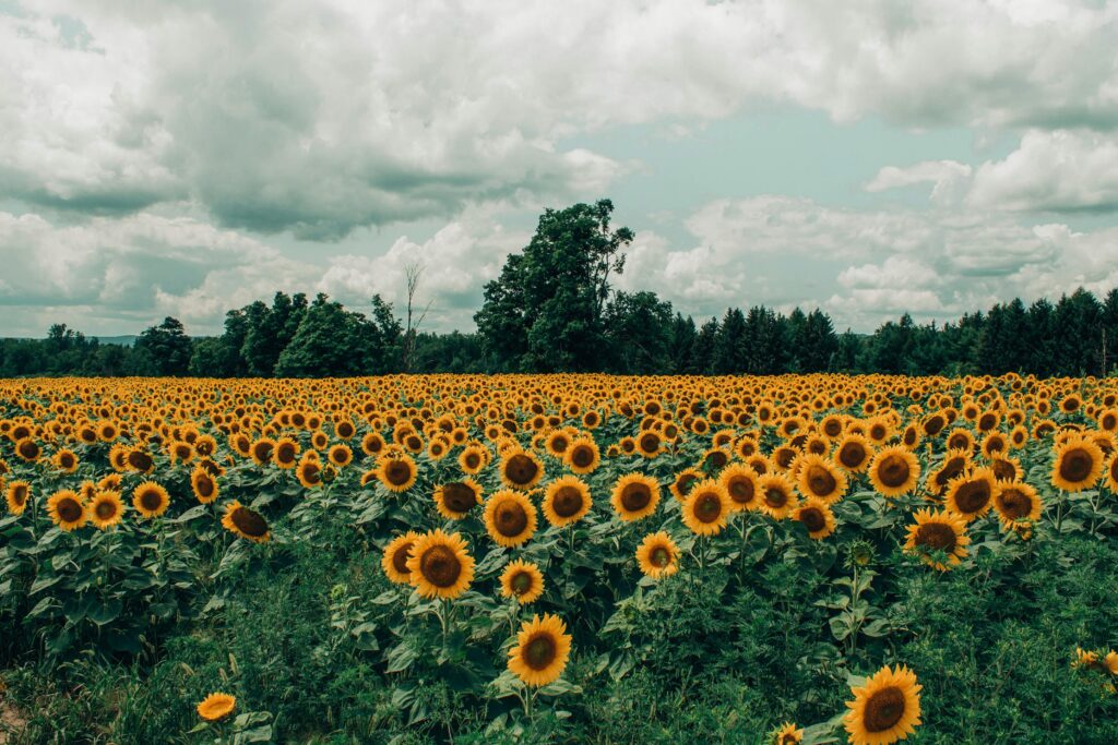 Expansive field of vibrant sunflowers under a dramatic cloudy sky.