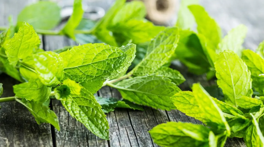 Mint Leaves is one of the foods to stay hydrated in summer